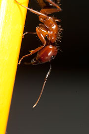 Florida carpenter ant (Camponotus floridanus) 